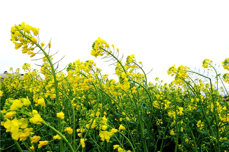 四季花木观赏指南--油菜花